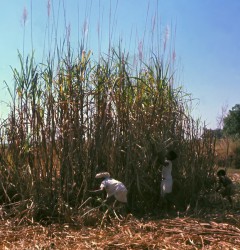 Harvesting the sugar cane